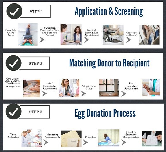 Tampa Egg Donor Process